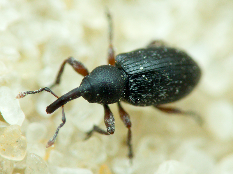 Curculionidae Latreille, 1802